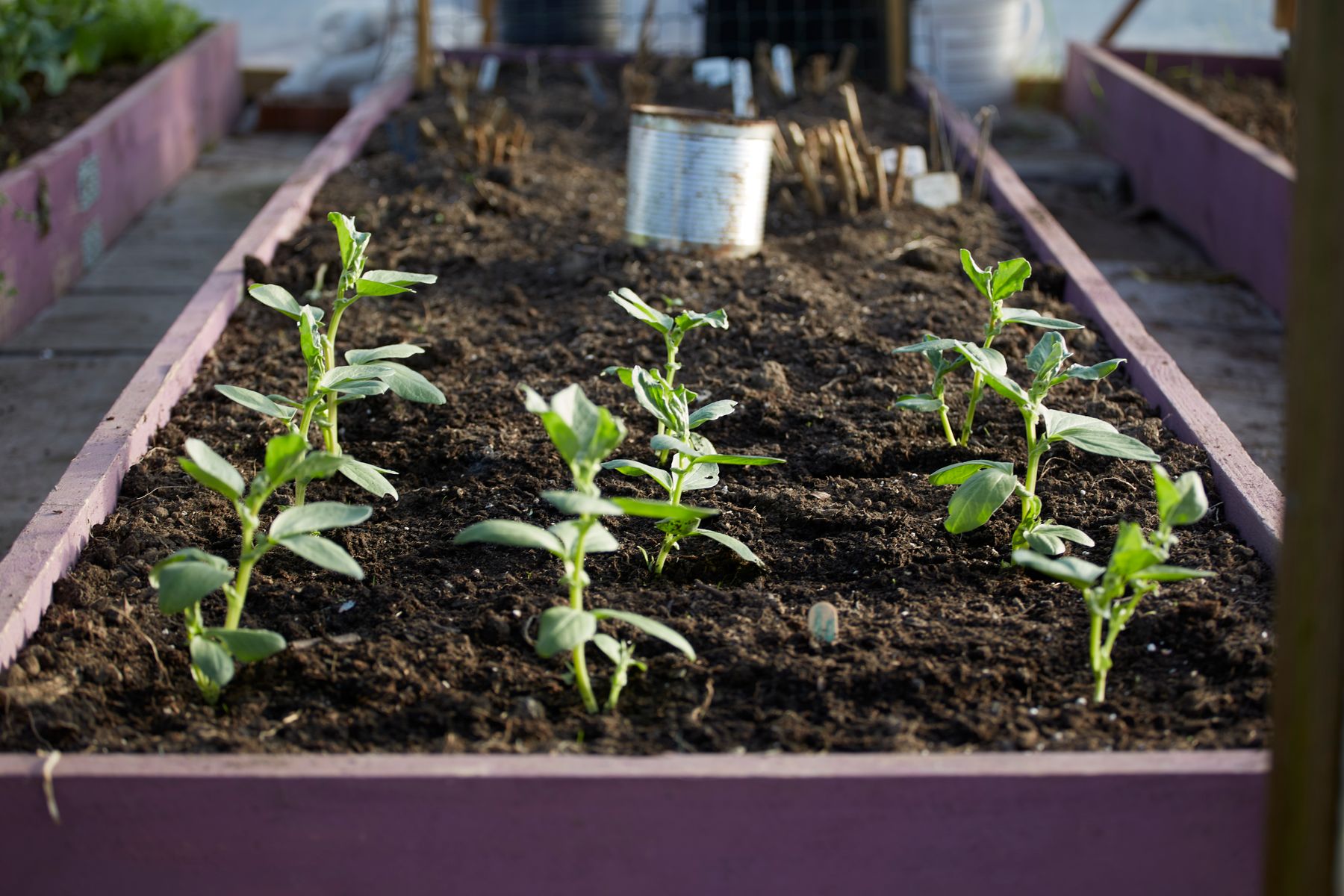 Vegetable gardening