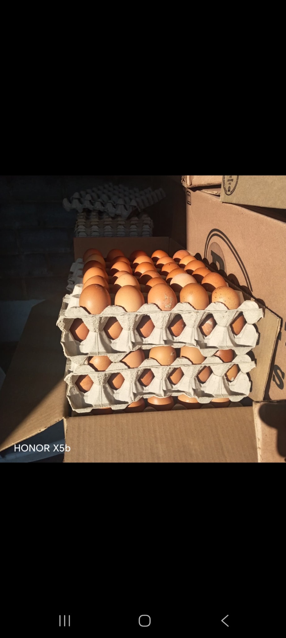 Stacks of fresh eggs in trays