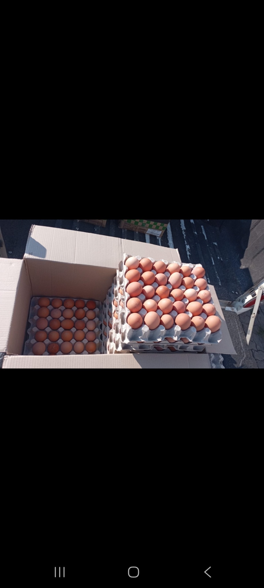 Fresh eggs packed into boxes